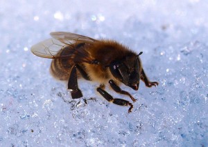 Bee in the snow