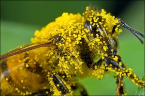 Bee in Pollen