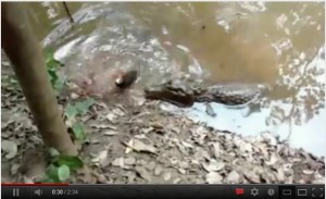 electric eel vs gator video